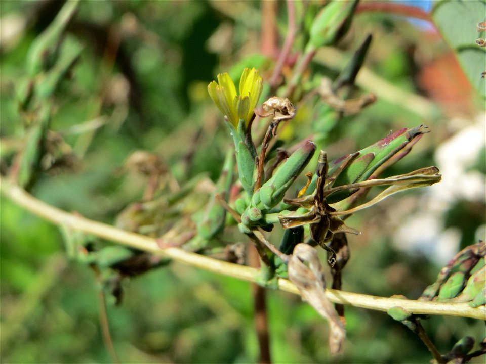 Stachel-Lattich (Lactuca serriola) in Schwetzingen