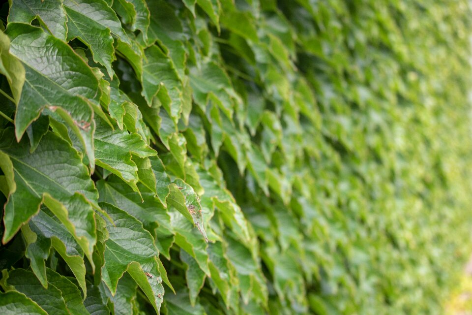 Close up wall nature