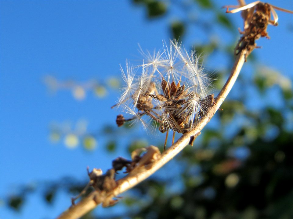 Stachel-Lattich (Lactuca serriola) in Hockenheim