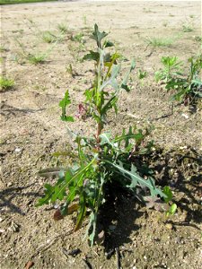 Stachel-Lattich (Lactuca serriola) auf einem Sandplatz in Hockenheim photo