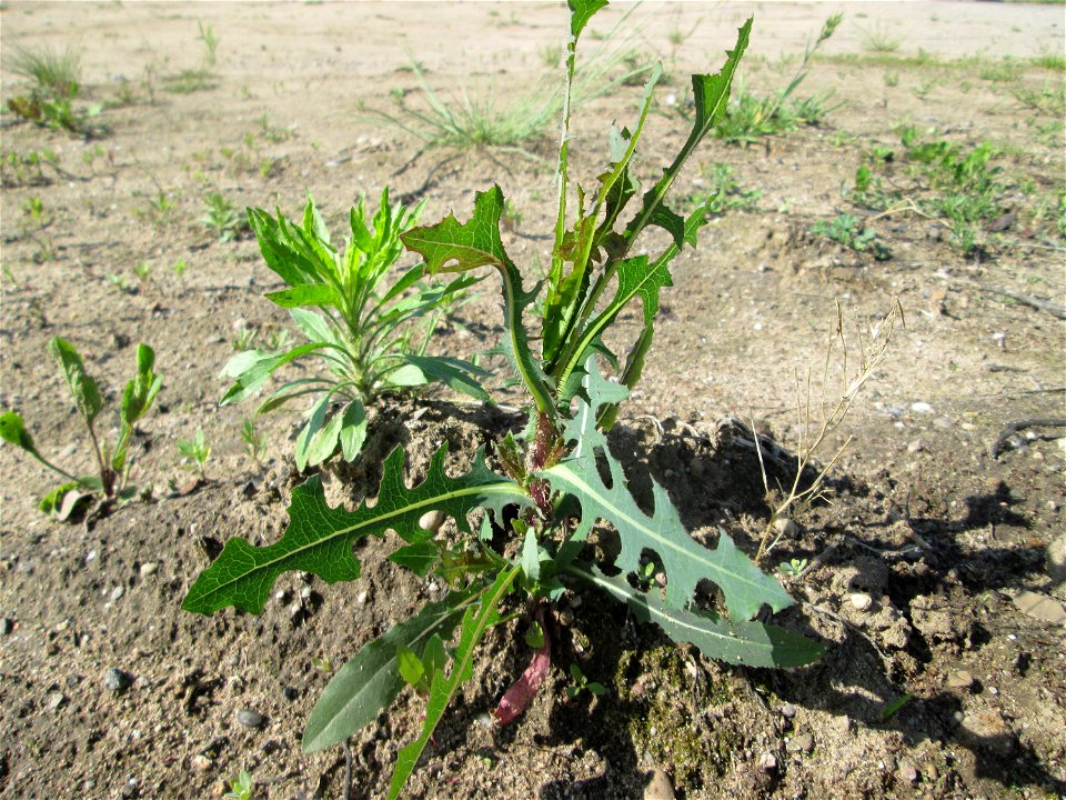 Stachel-Lattich (Lactuca serriola) auf einem Sandplatz in Hockenheim