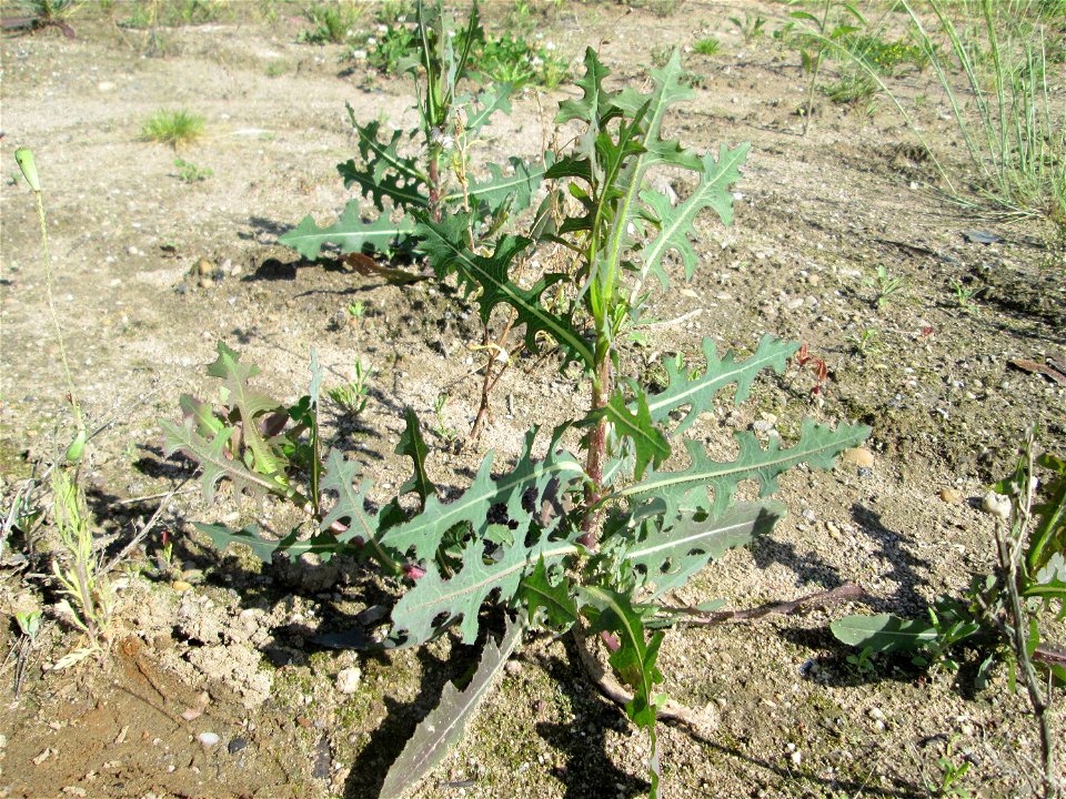 Stachel-Lattich (Lactuca serriola) auf einem Sandplatz in Hockenheim