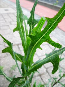 Ritzenbotanik: Stachel-Lattich (Lactuca serriola) auf Pflasterstein in Reilingen photo