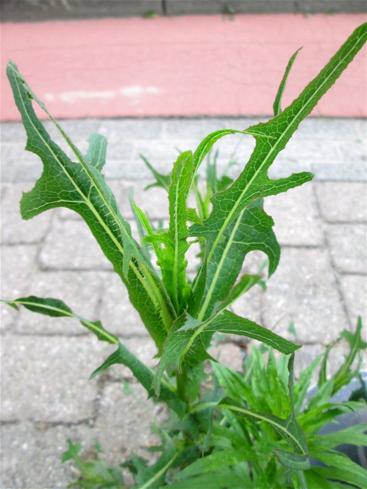 Ritzenbotanik: Stachel-Lattich (Lactuca serriola) auf Pflasterstein in Reilingen