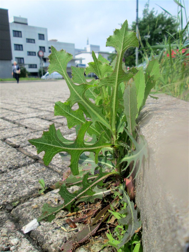 Ritzenbotanik: Stachel-Lattich (Lactuca serriola) auf Pflasterstein in Schwetzingen