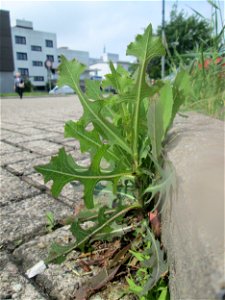 Ritzenbotanik: Stachel-Lattich (Lactuca serriola) auf Pflasterstein in Schwetzingen