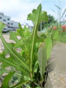 Ritzenbotanik: Stachel-Lattich (Lactuca serriola) auf Pflasterstein in Schwetzingen