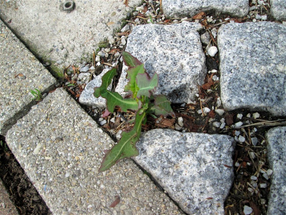 Ritzenbotanik: Stachel-Lattich (Lactuca serriola) auf Pflasterstein in Schwetzingen