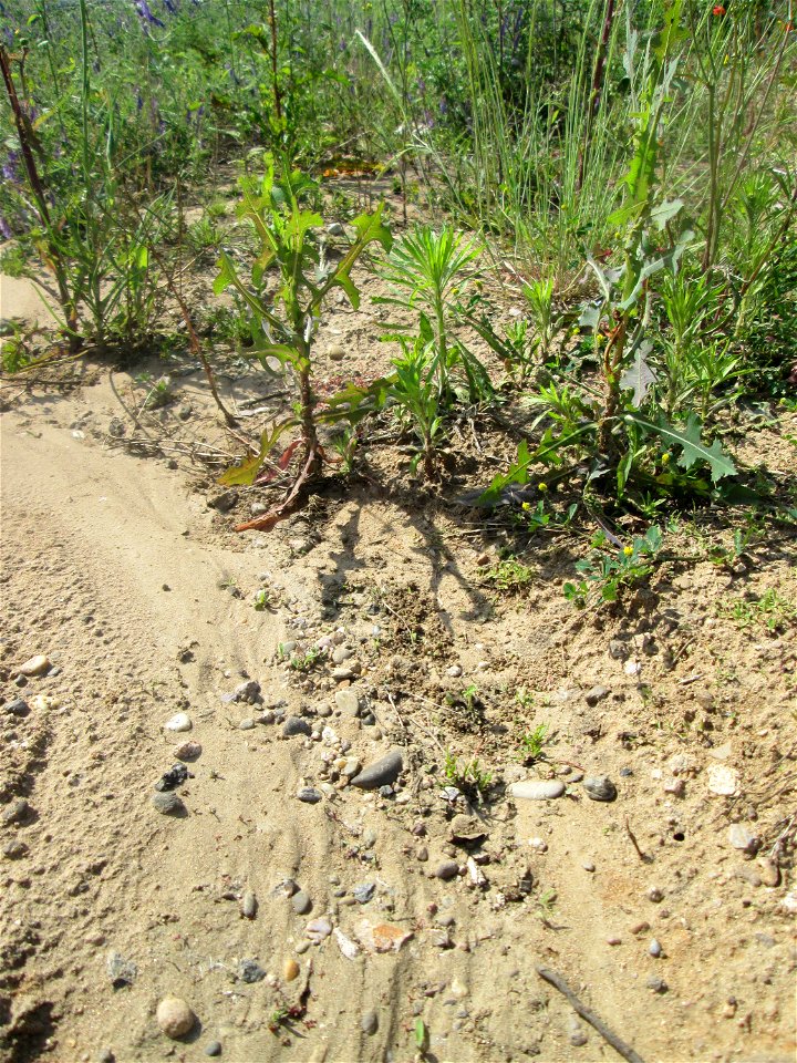 Stachel-Lattich (Lactuca serriola) auf einem Sandplatz in Hockenheim - nach einem Wolkenbruch hat sich ein kleiner Canyon im Sand gebildet