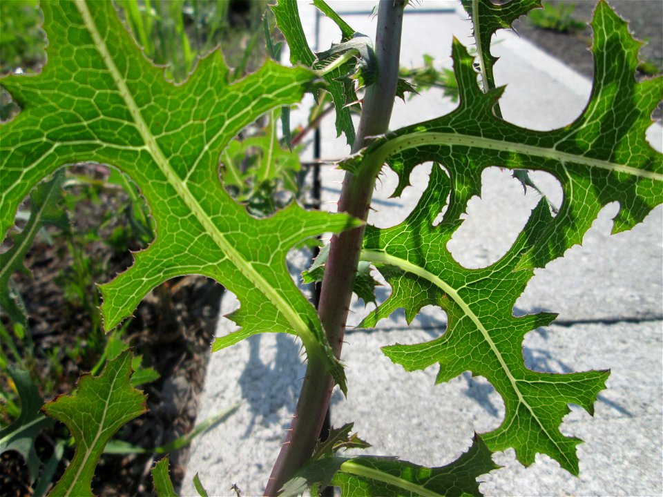Stachel- oder Kompass-Lattich (Lactuca serriola) am Bahnhof Landstuhl
