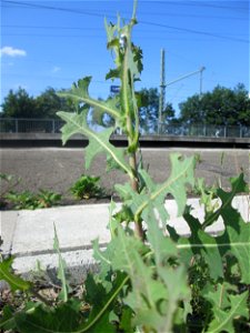 Stachel- oder Kompass-Lattich (Lactuca serriola) am Bahnhof Landstuhl