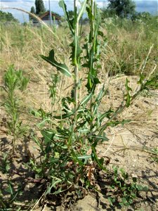 Stachel oder Kompass-Lattich (Lactuca serriola) auf einem Sandplatz in Hockenheim