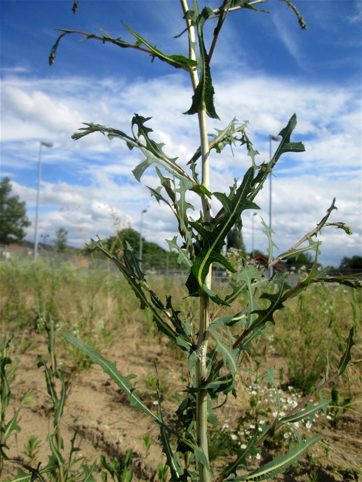 Stachel oder Kompass-Lattich (Lactuca serriola) auf einem Sandplatz in Hockenheim