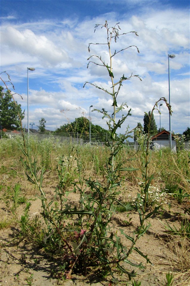 Stachel oder Kompass-Lattich (Lactuca serriola) auf einem Sandplatz in Hockenheim