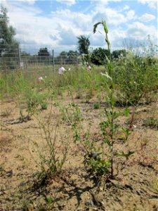 Rosen-Malve (Malva alcea) nebst Stachel-Lattich (Lactuca serriola) auf einem Sandplatz in Hockenheim photo