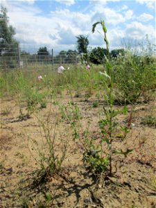 Rosen-Malve (Malva alcea) nebst Stachel-Lattich (Lactuca serriola) auf einem Sandplatz in Hockenheim