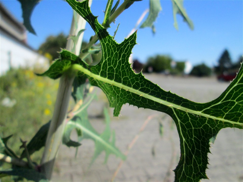 Stachel- oder Kompass-Lattich (Lactuca serriola) auf einem Parkplatz in Hockenheim photo