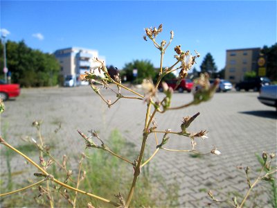 Stachel- oder Kompass-Lattich (Lactuca serriola) auf einem Parkplatz in Hockenheim