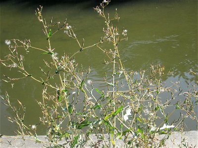 Stachel- oder Kompass-Lattich (Lactuca serriola) am Kraichbach in Hockenheim photo