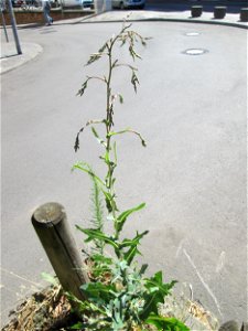 Stachel-Lattich (Lactuca serriola) am Straßenrand in Saarbrücken