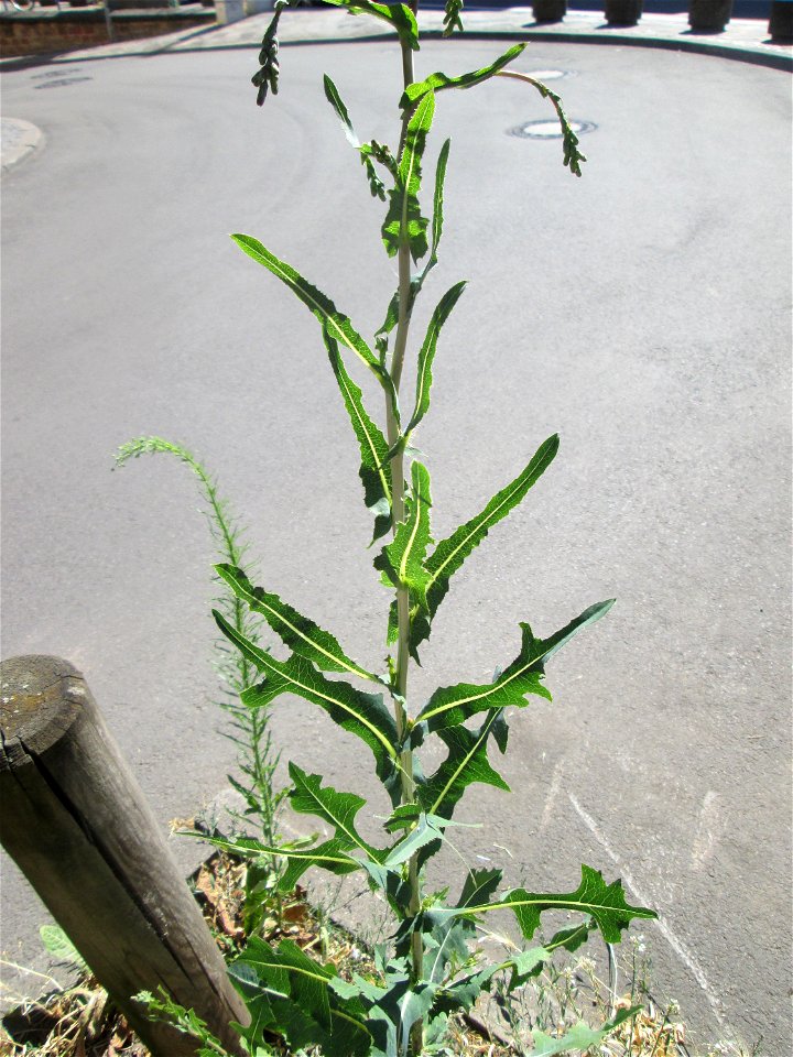 Stachel-Lattich (Lactuca serriola) am Straßenrand in Saarbrücken