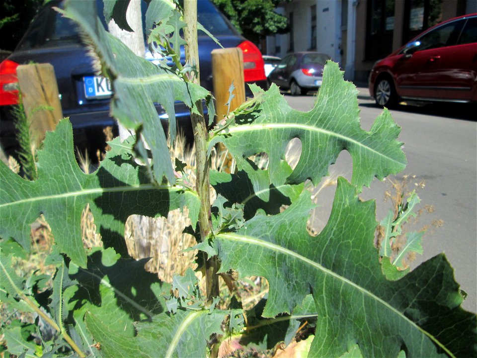 Stachel-Lattich (Lactuca serriola) am Straßenrand in Saarbrücken