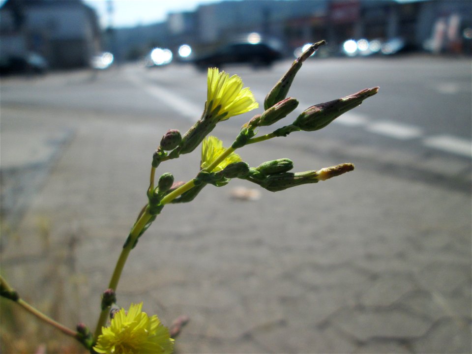 Stachel-Lattich (Lactuca serriola) am Straßenrand in Saarbrücken