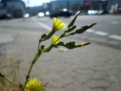 Stachel-Lattich (Lactuca serriola) am Straßenrand in Saarbrücken photo