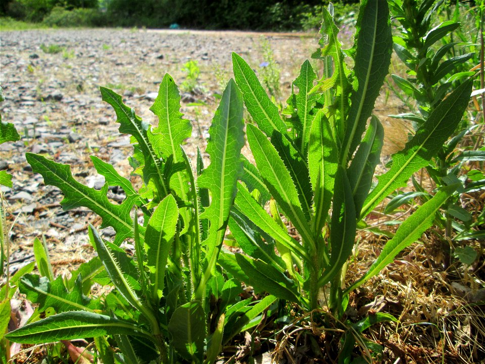 Stachel-Lattich (Lactuca serriola) auf einem Parkplatz in Brebach