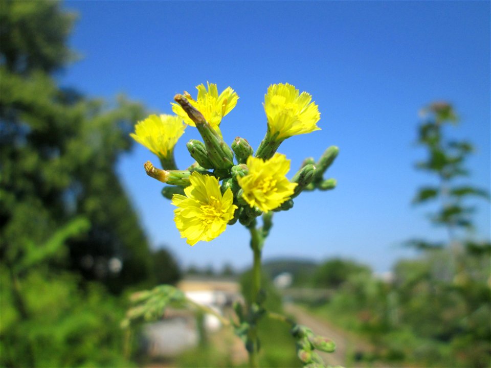 Stachel-Lattich (Lactuca serriola) am Straßenrand in Saarbrücken