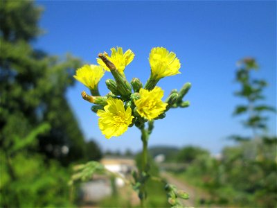 Stachel-Lattich (Lactuca serriola) am Straßenrand in Saarbrücken