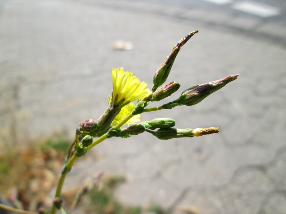 Stachel-Lattich (Lactuca serriola) am Straßenrand in Saarbrücken