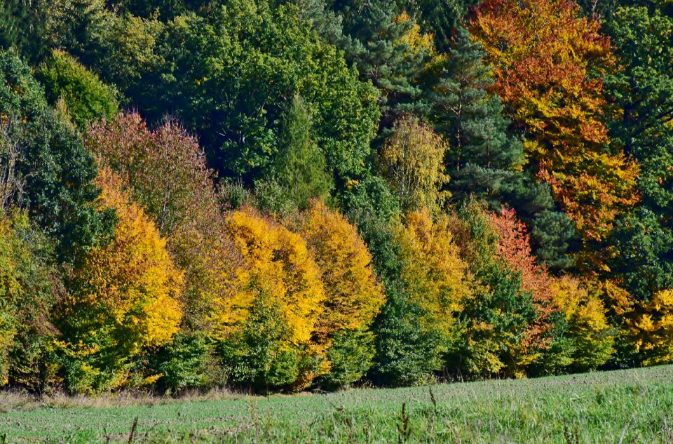 Forest nature tree