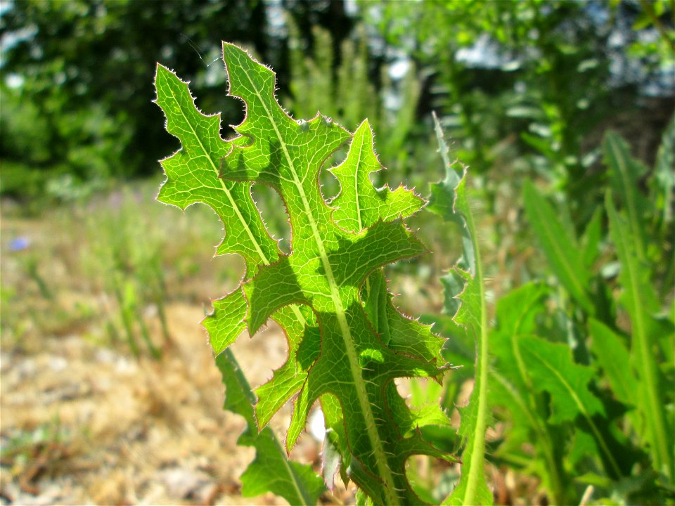 Stachel-Lattich (Lactuca serriola) auf einem Parkplatz in Brebach