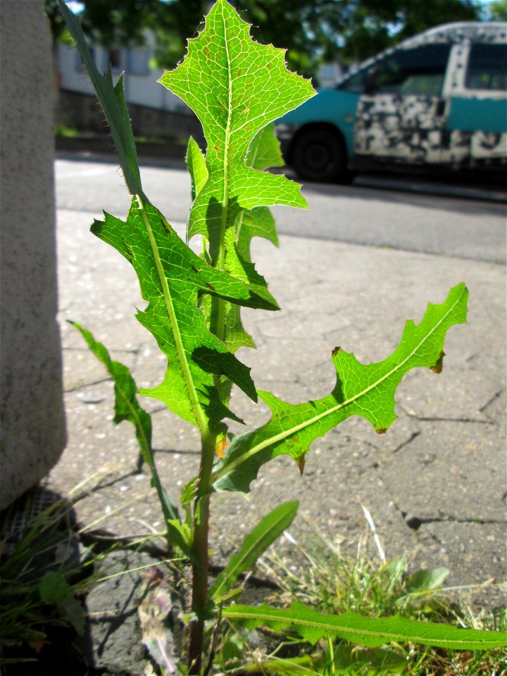 Stachel-Lattich (Lactuca serriola) in Brebach
