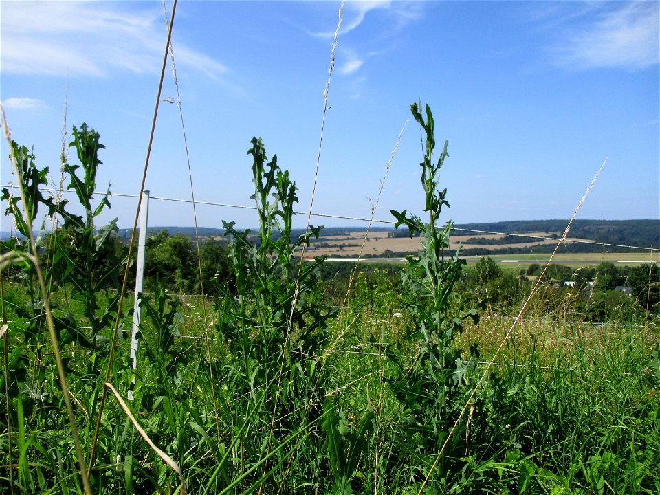 Stachel-Lattich (Lactuca serriola) am Wickersberg bei Ensheim