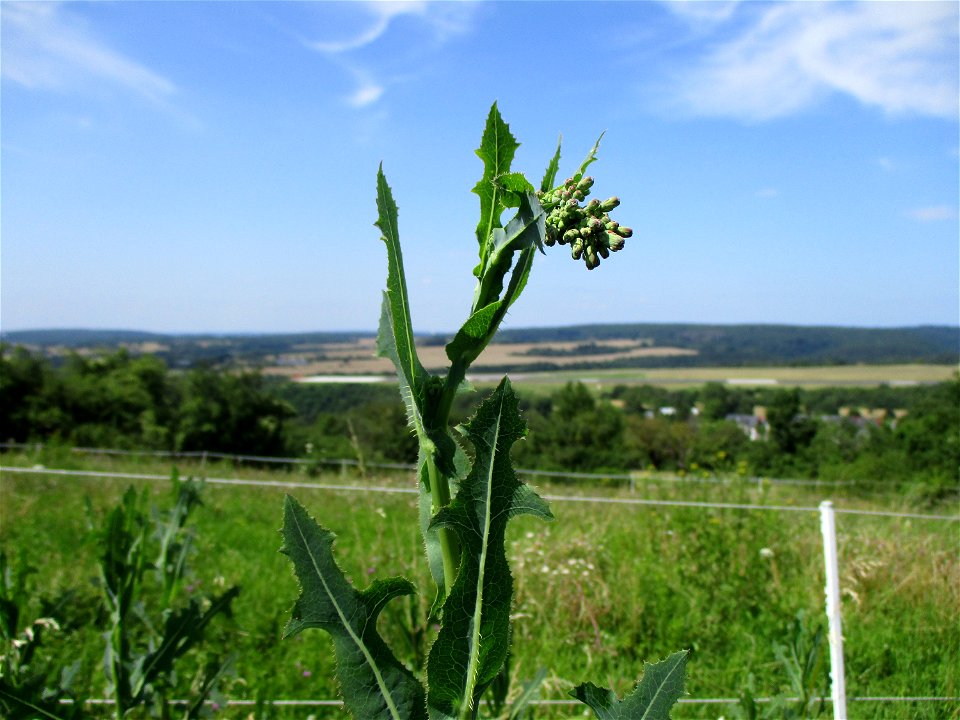 Stachel-Lattich (Lactuca serriola) am Wickersberg bei Ensheim