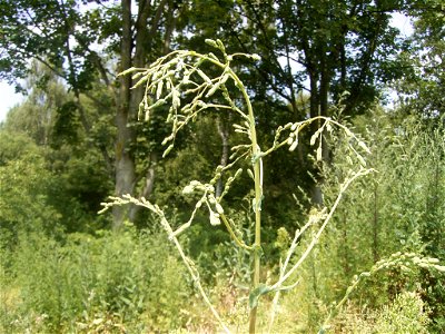 This photo shows the flowers of Lactuca serriola photo