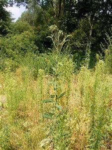 This photo shows Lactuca serriola