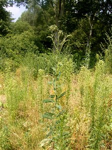 This photo shows Lactuca serriola photo