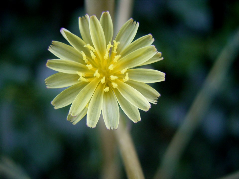 This photo shows a flower of Lactuca serriola