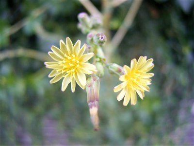 This photo shows the flowers of Lactuca serriola