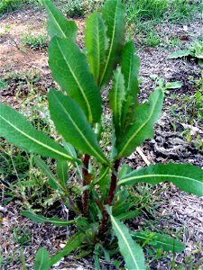Lactuca serriola habit Dehesa Boyal de Puertollano, Spain