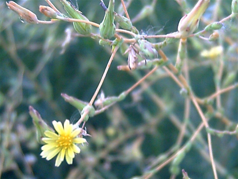 Lactuca serriola flower closeup, Dehesa Boyal de Puertollano, Spain