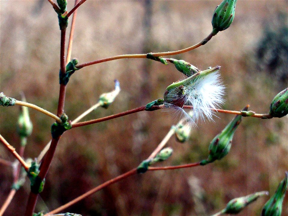 Lactuca serriola seeds, Campo de Calatrava, Spain