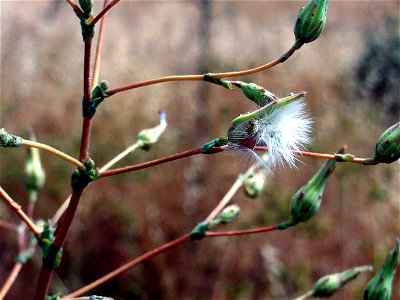 Lactuca serriola seeds, Campo de Calatrava, Spain