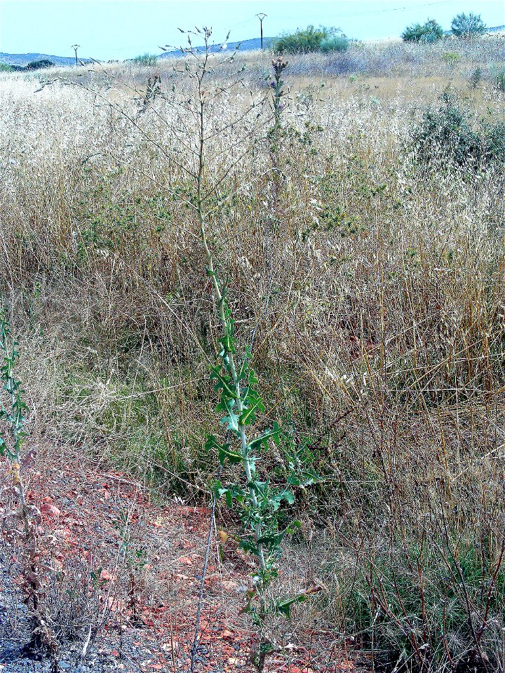Lactuca serriola habitus, Campo de Calatrava, Spain