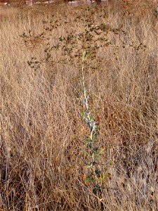 Lactuca serriola habit Dehesa Boyal de Puertollano, Spain