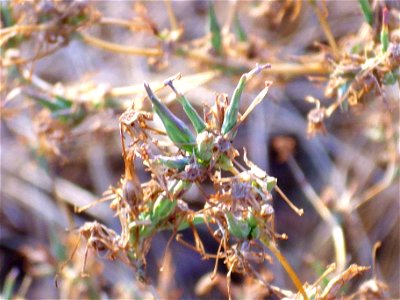 Lactuca serriola capsule seeds close up in Dehesa Boyal de Puertollano, Spain photo