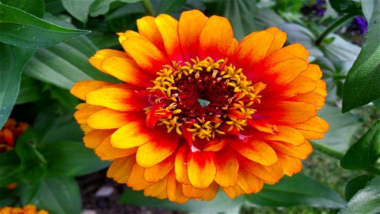 Fleur144